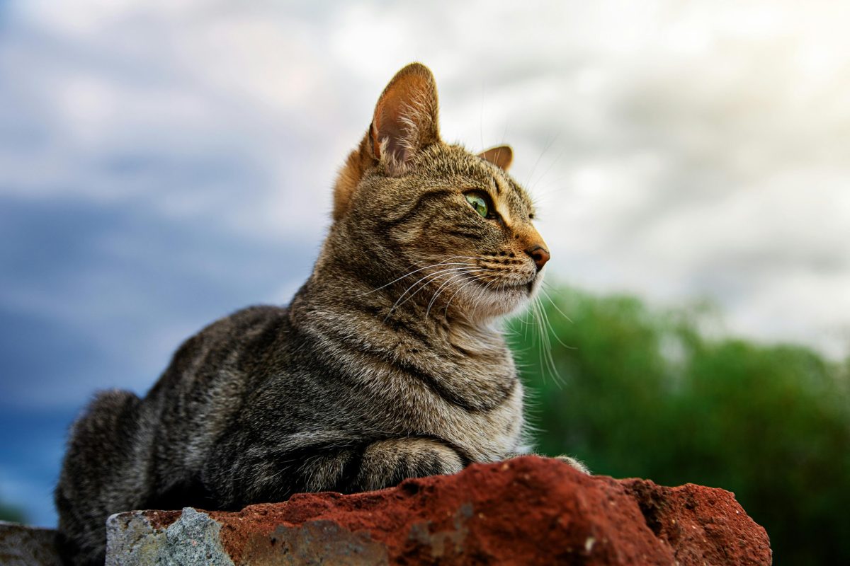 mačka u prirodi , opasnost od krpelja